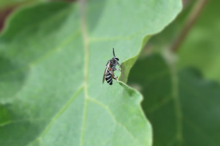 insects on leaf in the wild, closeup of photo
