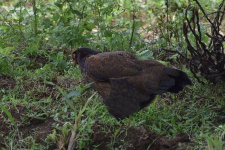 Chicken in the wild, Thailand, Asia, South East Asia.の写真素材