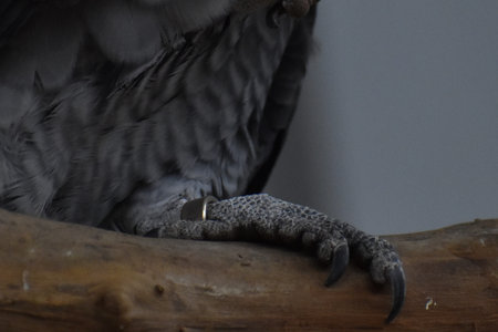 The head of a vulture close-up on a wooden branch