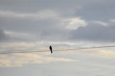 Silhouette view of the bird sitting in the wire with cloud backgroundの写真素材