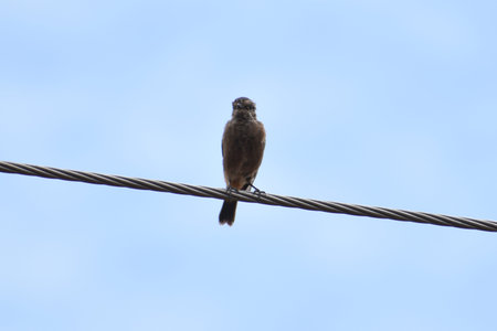 bird sitting on a wire with blue sky in the background, nature series