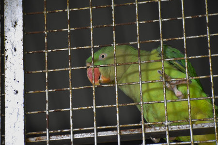 Bird in a cage.
