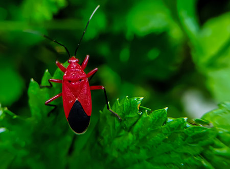 Dysdercus is a widespread genus of true bugs in the family Pyrrhocoridae; a number of species...