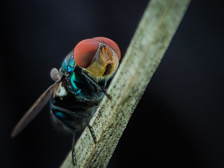Close-up Chrysomya megacephala. Chrysomya megacephala, more commonly known as the oriental latrine...