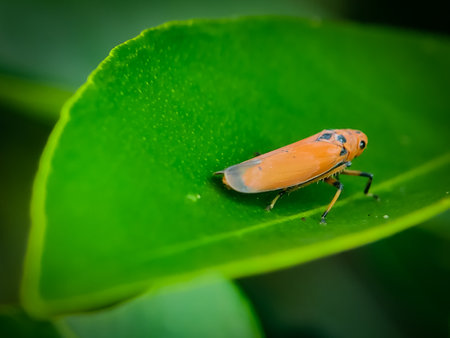 Bothrogonia on a green leaf. Bothrogonia is a genus of leafhopper with a large number of species distributed across the Old Worldの写真素材