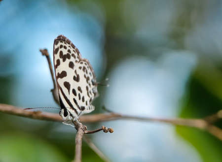 Castalius rosimon is on a tree branch. Castalius rosimon, the common Pierrot, is a small butterfly found in India that belongs to the lycaenids, or blues family.の写真素材