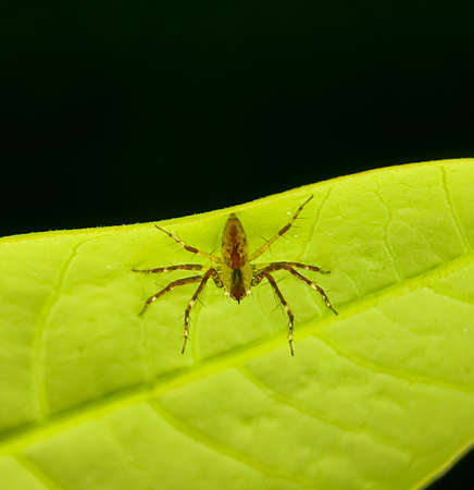Peucetia viridans, the green lynx spider, is a bright-green lynx spider usually found on green plants.の写真素材