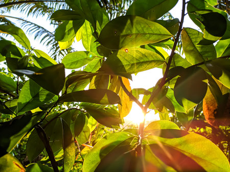 Sunlight in the morning that appears from the crevices of tree leaves found in the forest area.の写真素材