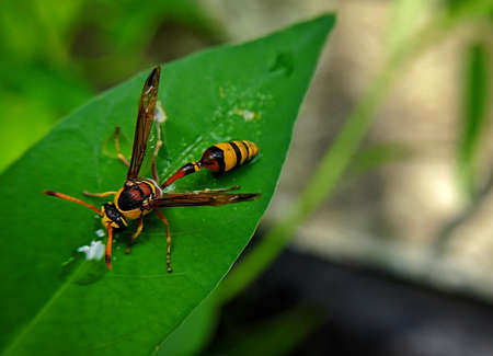 Mischocyttarus which is on green leaves and blur background.Mischocyttarus is a very large genus of social wasps, especially Neotropical with several species also found in the Nearctic region.の写真素材