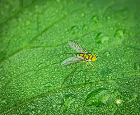 A bright green long-legged fly from the family Dolichopodidae.