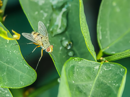 Close-up Prosena on green leaf.Prosena is a genus of flies in the family Tachinidae