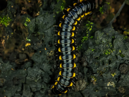Close-up Yellow-spotted millipede on a ground.の写真素材