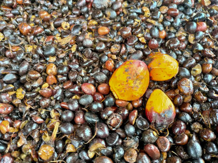 Oil palm seeds are edible oil palm seeds.The fruit produces two different oils: palm oil comes from the outside of the fruit, and palm kernel oil comes from the seeds.の写真素材