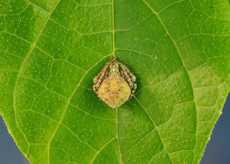 A bolas spider is a member of the orb-weaver spider that, instead of spinning a typical orb web,...
