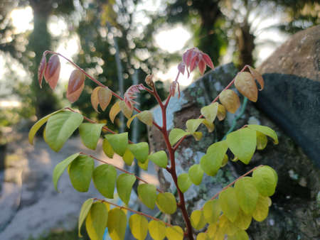 A new starfruit sapling grows from its own tree.の写真素材