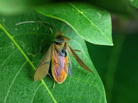 The Miridae are a large and diverse insect family at one time known by the taxonomic synonym...