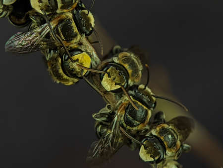 A group of stingless bees resting on a tree branch.の写真素材