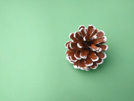 GenusÂ Pinus (pine) on a green background. Dry plant.の写真素材