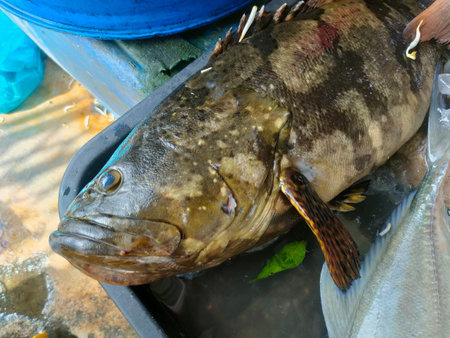 A fresh grouper fish placed in a black container is sold in a market.