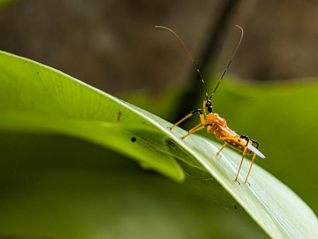 Assassin Bug on green leaf with black background.The Harpactorinae are a large subfamily of the Reduviidae.の写真素材