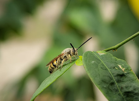 Scoliidae wasp, Yellow Hairy Flower Wasp,Close up of insect male