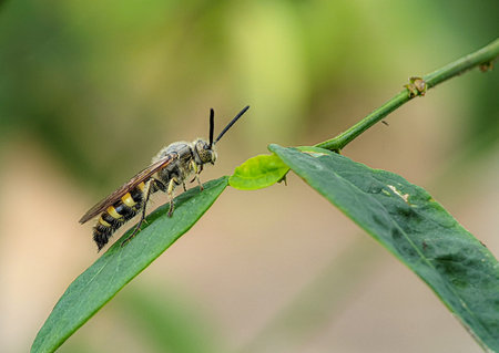 Scoliidae wasp, Yellow Hairy Flower Wasp,Close up of insect male