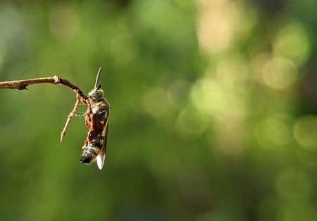 Scoliidae wasp, Yellow Hairy Flower Wasp,Close up of insect maleの写真素材
