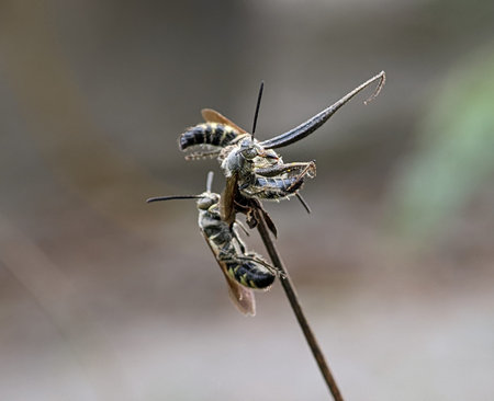 Scoliidae wasp, Yellow Hairy Flower Wasp,Close up of insect male