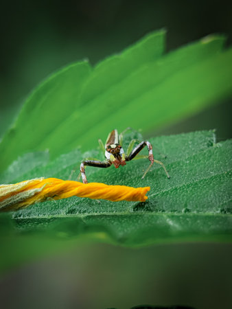 TheÂ two-striped jumper, orÂ Telamonia dimidiata, is a jumpingÂ spiderÂ found in various AsianÂ tropical rain forests, in foliage in wooded environments.の写真素材