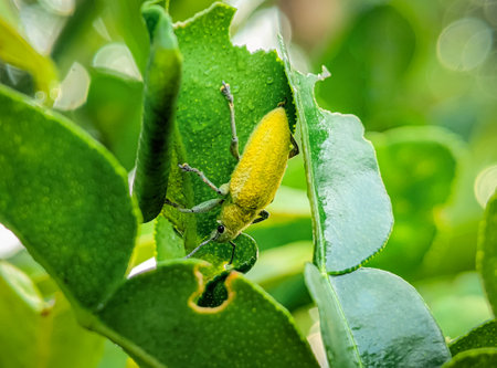 Yellow weevil on a green leaf. Weevil, a tiny beetle that does enormous damage to growing plants and stored grains.Â の写真素材