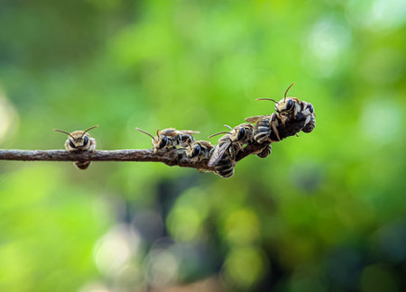 A group of Lipotriches (sweat bees) resting on a tree branch with blurry background.の写真素材