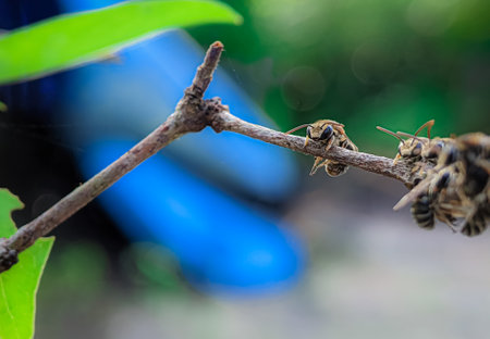 A group of Lipotriches (sweat bees) resting on a tree branch with blurry background.の写真素材