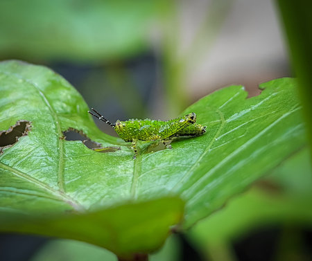 Closeup small green grasshopper on a green leaf