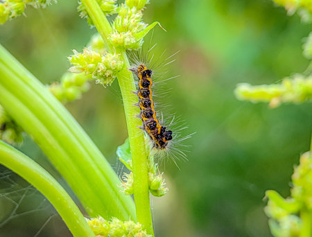 The caterpillar that is on the stem of the green vegetable tree with blurry background.