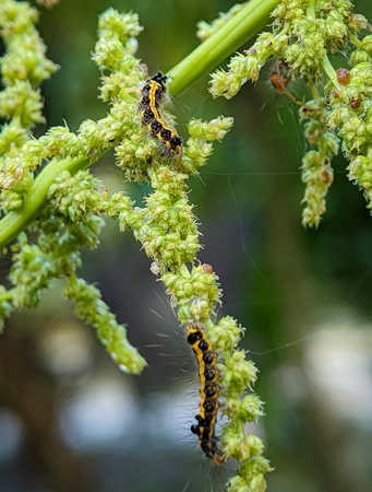 The caterpillar that is on the stem of the green vegetable tree with blurry background.の写真素材