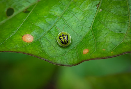 CassidaÂ is a largeÂ Old WorldÂ genusÂ ofÂ tortoise beetlesÂ in the subfamilyÂ Cassidinae.の写真素材