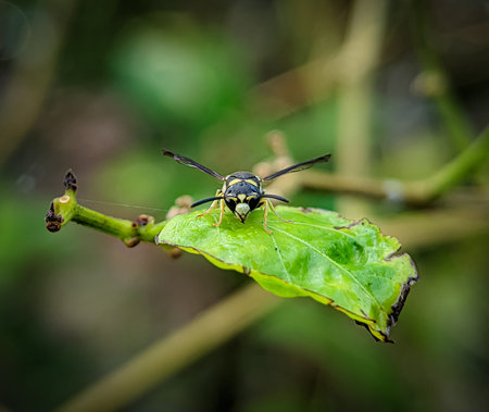 Wasps that are members of the cladeÂ AculeataÂ canÂ stingÂ their prey