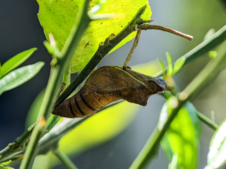 Close up pupa of butterfly on the tree with brown color.の写真素材