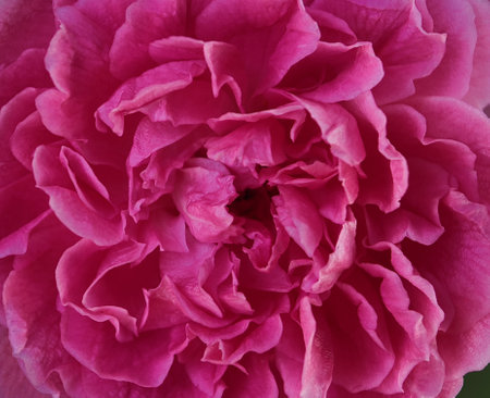Closeup of pink rose petals.Background and texture concept.の写真素材