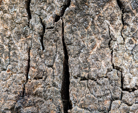 Closeup detail of cracked bark on a coconut tree. Background and texture concept.