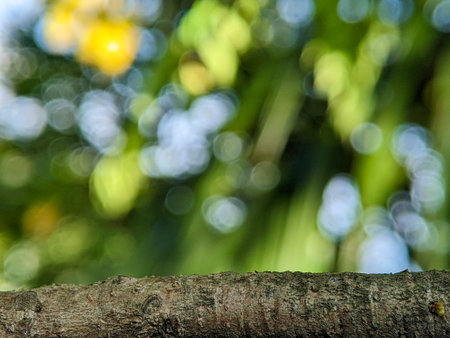 A blurred background with tree trunks. Can be used as a space for writing, text, pictures and others.の写真素材