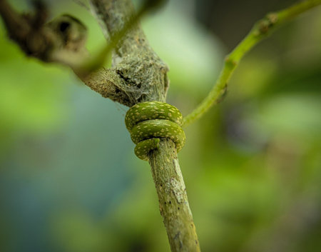 A plant twisting and winding it s branch to reach the sunlight with blurry background.の写真素材