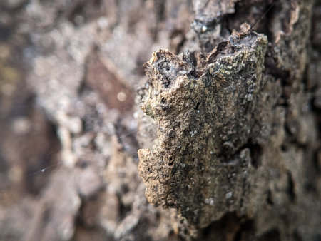 Closeup of the surface of a rotted log with a blurred backgroundの写真素材
