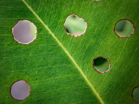 Closeup of small holes on green leaves with blurred backgroundの写真素材