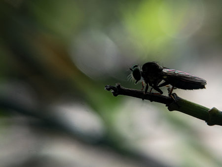 Closeup of a robber fly on a green branch with a blurred background. Silhouette photo concept .の写真素材