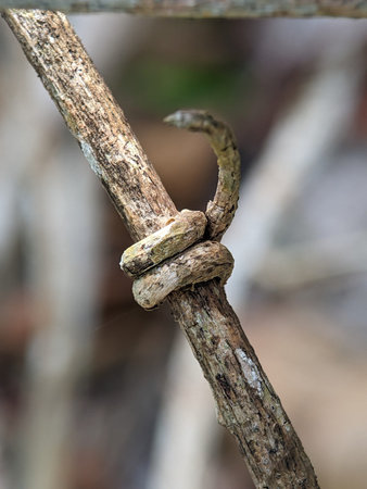 A plant twisting and winding it s branch to reach the sunlight with blurry background.