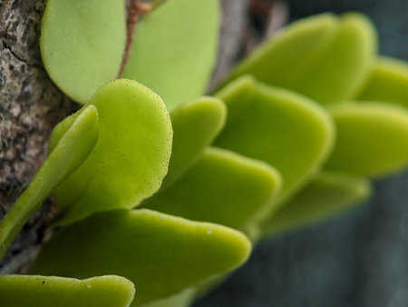 Closeup Pyrrosia piloselloides or Pokok Duit-duit in Malay also known as the Dragon's Scale fern, is a parasitic plant from the PAKIS family and lives on tree trunksの写真素材
