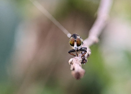 Closeup of a robber fly eyes on a green branch with a blurred backgroundの写真素材
