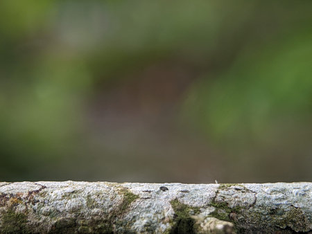 A blurred background with tree trunks. Can be used as a space for writing, text, pictures and...