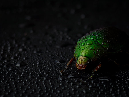 Closeup wet green beetle bug with reflection on a black background with water dropletsの写真素材
